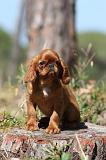 KING CHARLES SPANIEL 118